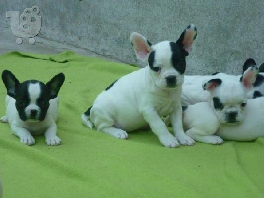 french bulldog puppies