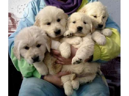 PoulaTo: GOLDEN RETRIEVER