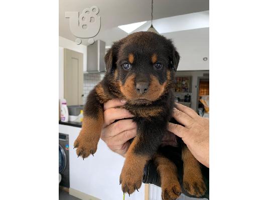 PoulaTo: Κουτάβια Rottweiler για υιοθεσία