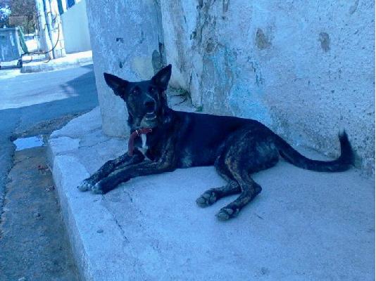 PoulaTo: ΛΥΚΑΙΝΑ ΗΜΙΑΙΜΗ ΧΑΡΙΖΕΤΑΙ