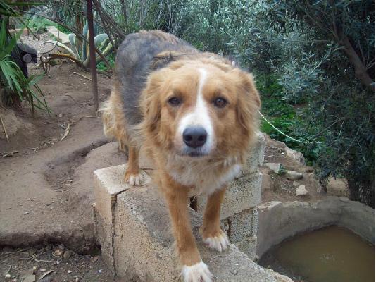 PoulaTo: Σκυλιτσα μικρομεσαιου μεγεθους χαριζεται
