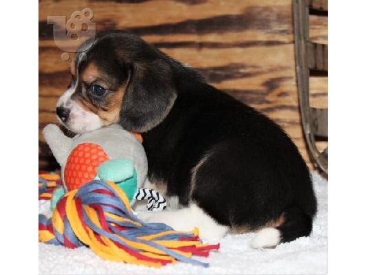 Beagle puppies