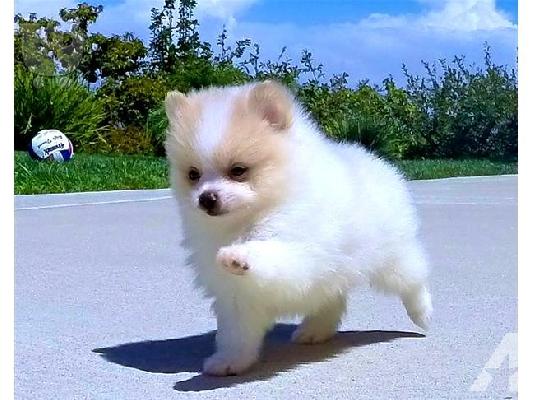 PoulaTo: υγιή Pomeranian κουτάβια