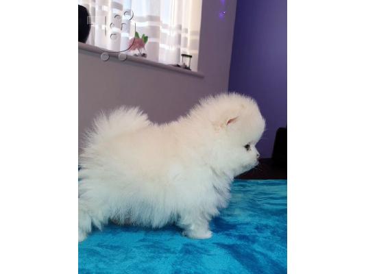 PoulaTo: Pomeranian καθαροαιμα