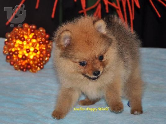 Pomeranian