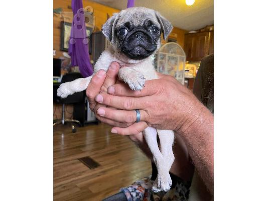 PoulaTo: Pug Mops κουταβακι