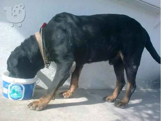 PoulaTo: ROTTWEILER ΓΙΓΑΝΤΟΣΩΜΟ ΧΑΡΙΖΕΤΑΙ