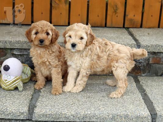 PoulaTo: Cavapoo Red
