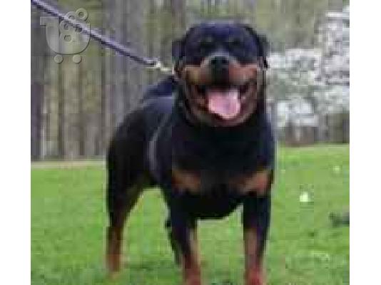 PoulaTo: (ROTTWAILER ( ΡΟΤΒΑΙΛΕΡ))  Ροτβάιλερ