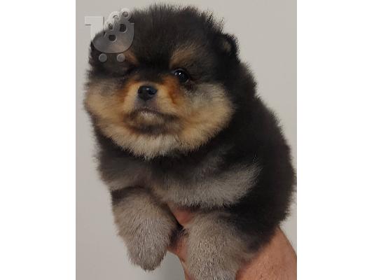 Pomeranian Spitz Κορυφαία ποιότητα