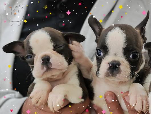 PoulaTo: Κουτάβια Boston Terrier