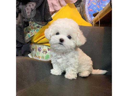 PoulaTo: Pedigree Maltese Fija porodila 4 zdravá štěňátka.