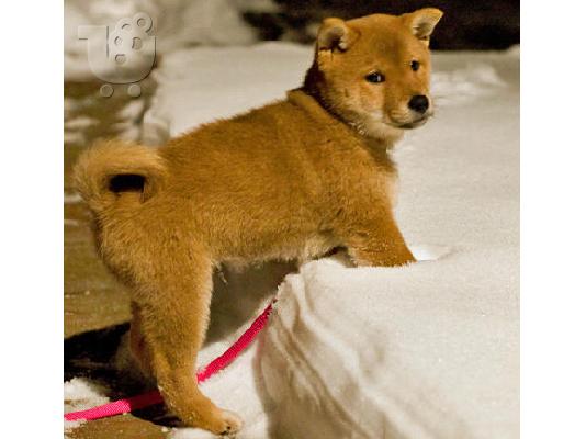 PoulaTo: χαριτωμένο Shiba Inu κουτάβια insearch του σπιτιού νέων