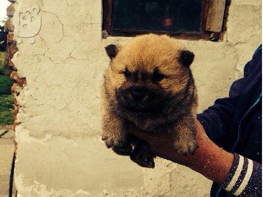 CHOW CHOW