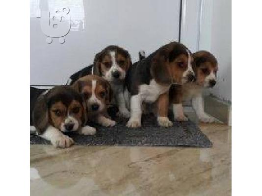 Beagle - Μπιγκλ καθαροαιμα και υιγιεστατα κουταβια στις καλυτερες τιμες 6979314054...