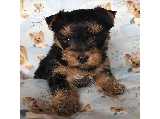 Μικρο Yorkie
