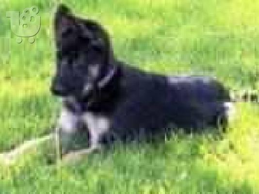 .............CANE CORSO-ROTTWEILER-GERMANIKOS POIMENIKOS,ΚΑΝΕ ΚΟΡΣΟ-ΡΟΤΒΑΙΛΕΡ-ΓΕΡΜΑΝΙΚΟΣ Π...
