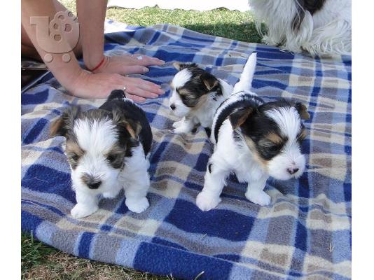 PoulaTo: Χαριτωμένο καθαρόαιμο κουτάβι biewer yorkshire terrier