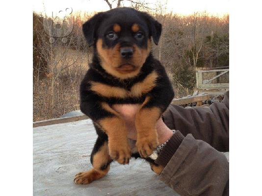 πωλουνται καθαροαιμα κουταβια rottweiler
