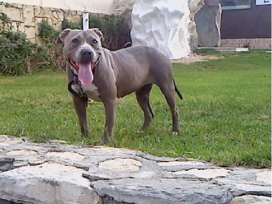 PoulaTo: BLUE NOSE X RED NOSE CHOCOLATE KOYTABIA ΚΡΗΤΗ-ΑΘΗΝΑ-ΘΕΣΣΑΛΟΝΙΚΗ
