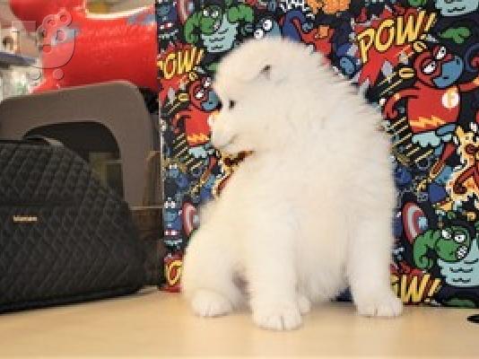 PoulaTo: Αρσενικό * και * θηλυκό) Samoyed κουτάβια