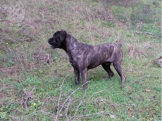 κουταβια cane corso