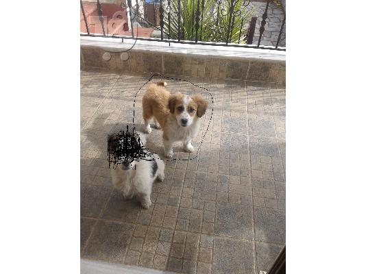 Χαρίζεται Θυληκό Ημίαιμο Κουτάβι