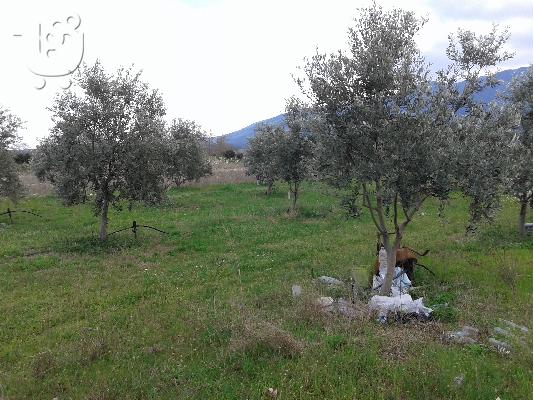 ελαιόδεντρα
