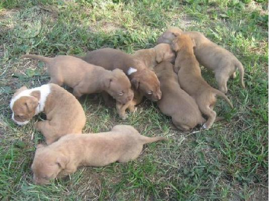 PoulaTo: zitite pitbull terrier