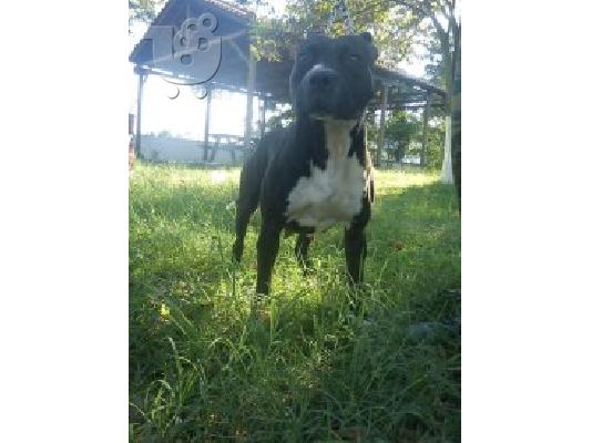 pit bull amstaff