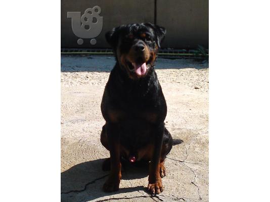 πωλουνται κουταβια rottweiler