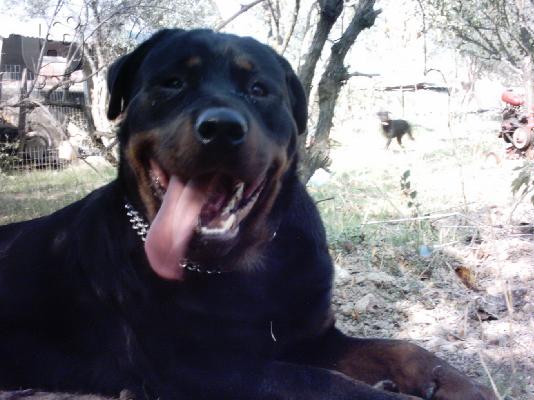 PoulaTo: Rottweilier