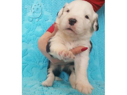 PoulaTo: Χαριτωμένο και Lovely Bobtail κουτάβι για κάθε καλό και όμορφο οικογενειακό σπίτι.