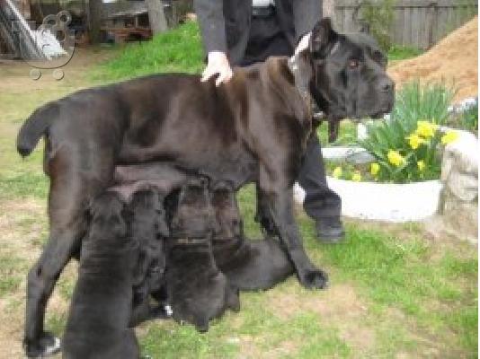 PoulaTo: Cane Corso-Κανέ Κόρσο