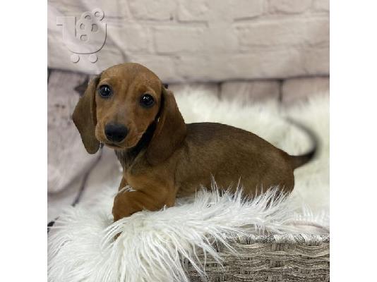 Όμορφα κουτάβια Dachshund