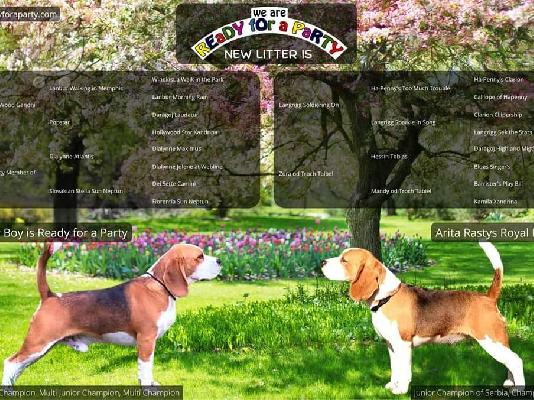 PoulaTo: Κουτάβια Beagle από κορυφαίους γονείς