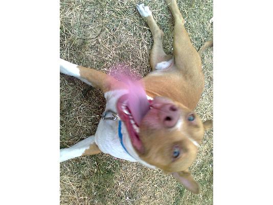 PoulaTo: πωλειται pitbull red nose