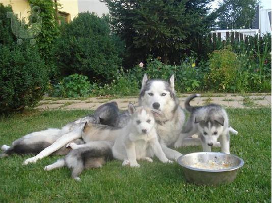 Siberian Husky-Σιβηριανός Χάσκι