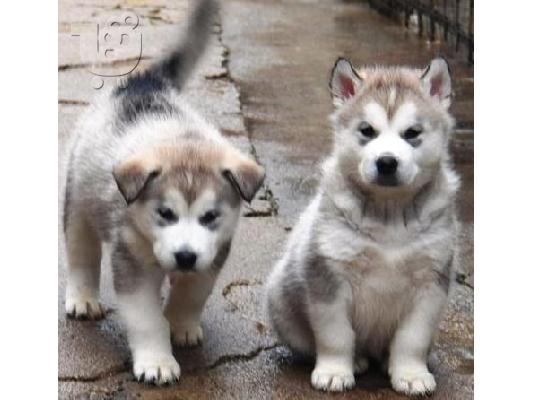 PoulaTo: MALAMUTE