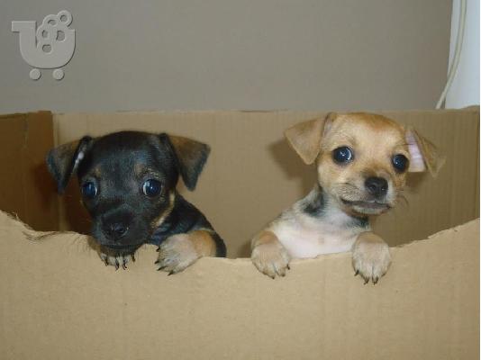 PoulaTo: ΠΩΛΕΙΤΑΙ ΚΟΥΤΑΒΙ MINI PINSCHER
