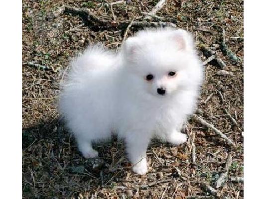 PoulaTo: Pomeranian κουτάβια διαθέσιμα