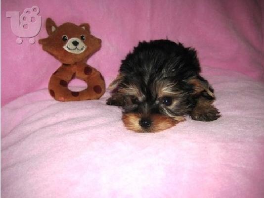 Καθαρόαιμα Yorkshire Terrier