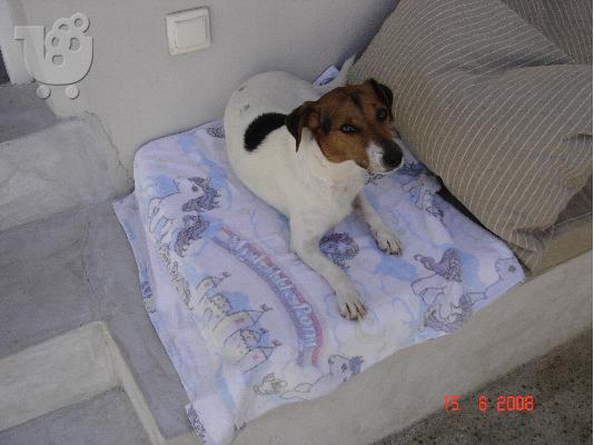 PoulaTo: Ζητήται θυληκό Jack Russel για ζευγάρωμα!