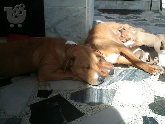 PITBULL