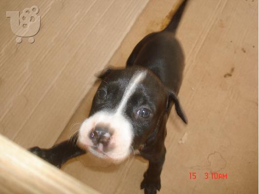 AMSTAFF