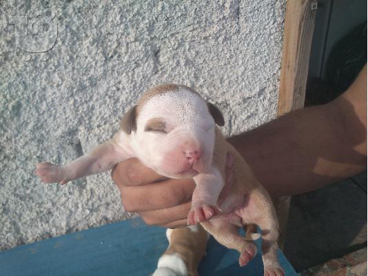 pitbull