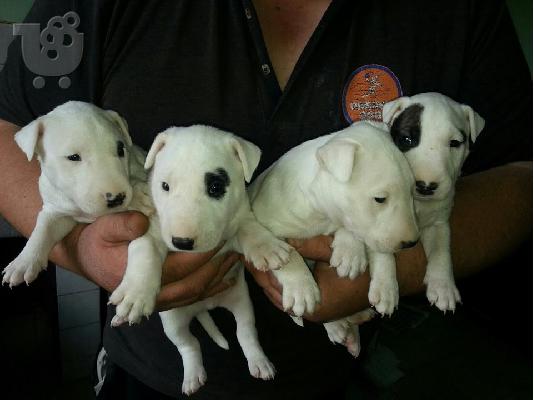 PoulaTo: BULL TERRIER