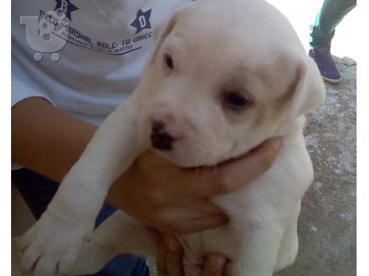 Χαρίζονται ημίαιμα κουταβάκια American Staffordshire Terier(Πιτμπουλ)...