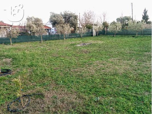 Πώληση αγρότεμαχίου στον Αγιο Παύλο