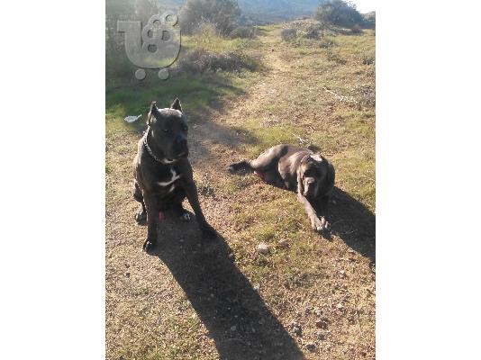 cane corso mastiff γκρί μπλε